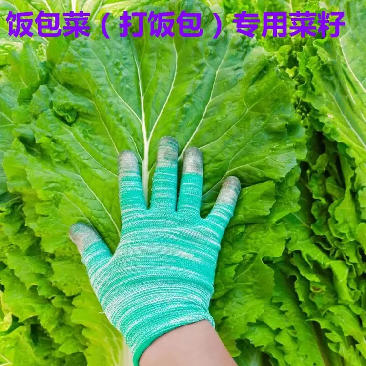 打包菜种子大叶春秋播打包饭包白菜东北擗邦菜打包饭白菜种子四季