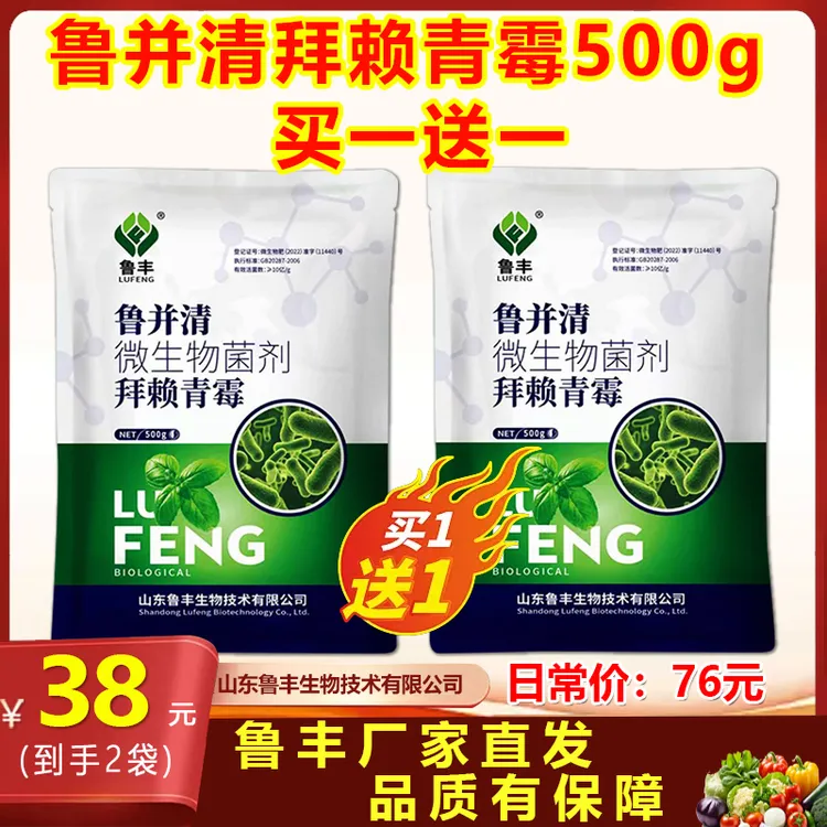 拜赖青霉菌  鲁丰 鲁并清