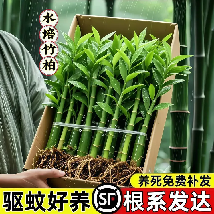 水培驱蚊竹柏植物盆栽绿植室内花卉桌面客厅办公桌好养四季常青