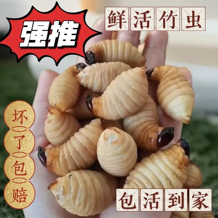 鲜活竹虫(包活到家)大竹椰子新鲜竹虫高蛋白竹笋虫种苗可食用