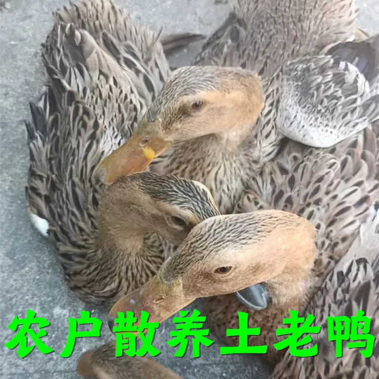 大秀子美食农家散养土老鸭二年三年土老鸭