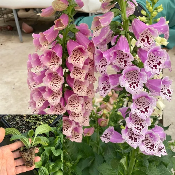 毛地黄小苗（全店满30元包邮）