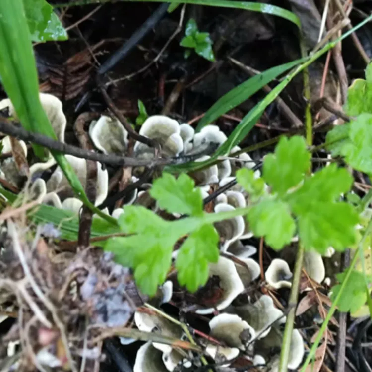 云南楚雄禄丰精挑野生干巴菌源头直发