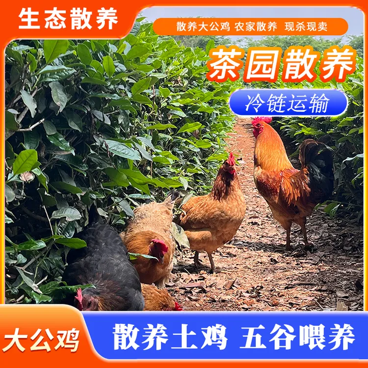生鲜农家本土茶园整鸡生鲜农家散养大公鸡土鸡肉质新鲜