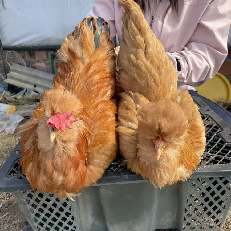 宠物鸡 北京油鸡