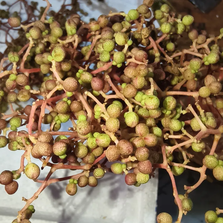 贵州高树花椒鱼花椒