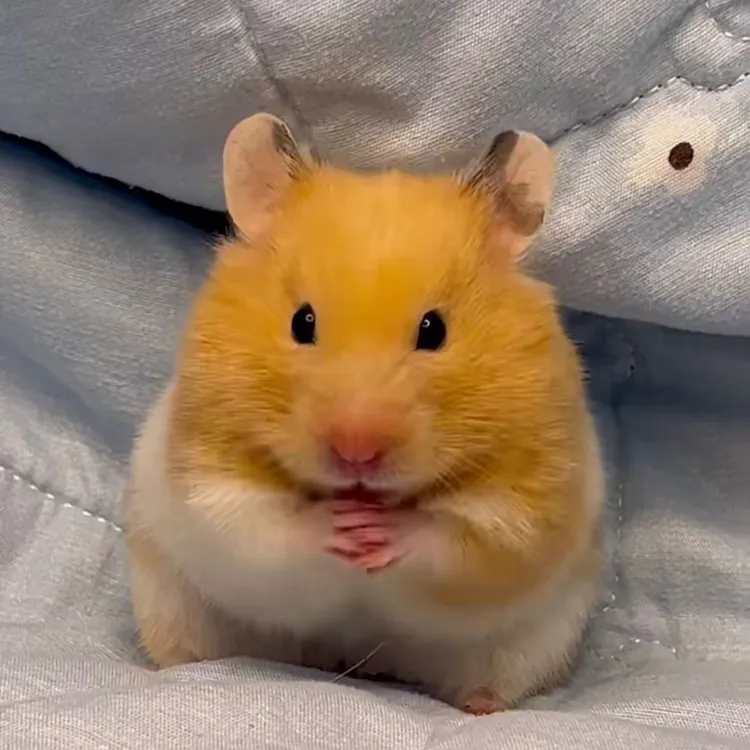 仓鼠宠物家养学生宠物精品紫仓银狐布丁可爱金丝熊一对情侣运输盒