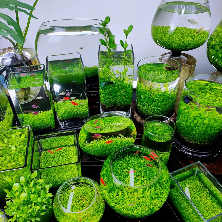 鱼缸造景水草泥免洗净化水质水草专用泥网红小鱼缸小鱼缸家用小型