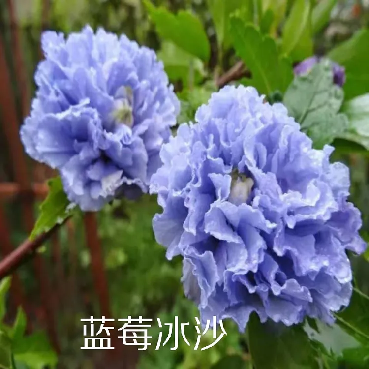 重瓣木槿花庭院室内外花苗带花苞独杆嫁接苗夏季美观移植