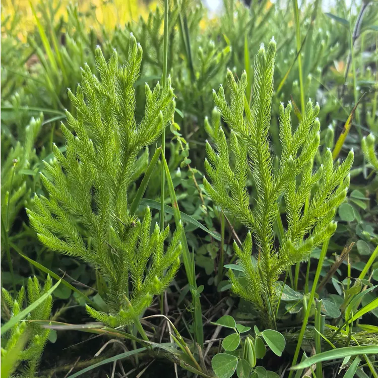贵州现采伸筋草舒筋草狮子草石松过山龙中草药舒筋草新鲜通筋草