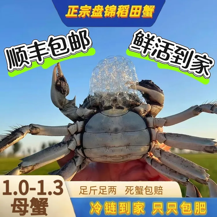 【活蟹】自家养的盘锦河蟹稻田蟹1-1.3两母3斤28-30只
