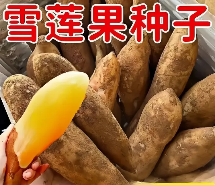 雪莲果种子四季种植盆栽阳台蔬菜种植