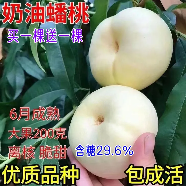大果奶油蟠桃树苗南方北方阳台庭院盆栽地栽种植当年结果水果树苗