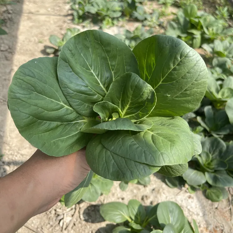 【顺丰包邮】苏北露天农家苏州青小青菜头茬小青菜嫩青菜