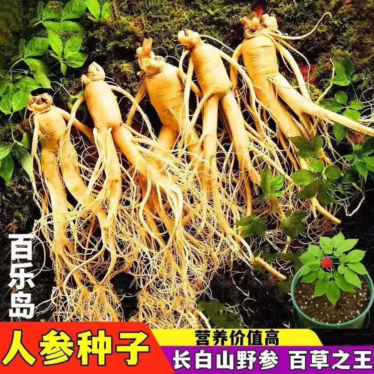 人参种子长白山种子人工种植阳台小院均可种植四季栽培简单易种