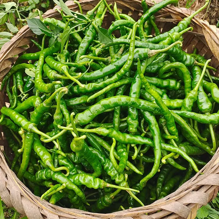正宗湖南娄底新鲜青椒辣蔬菜农家特产当季青椒薄皮中特辣现摘包邮