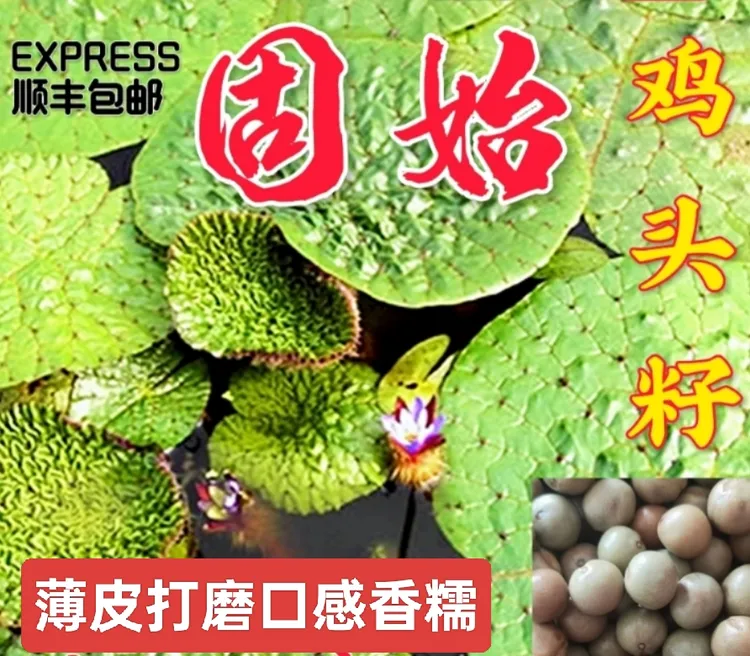 固始鸡头子【芡实】2～5斤