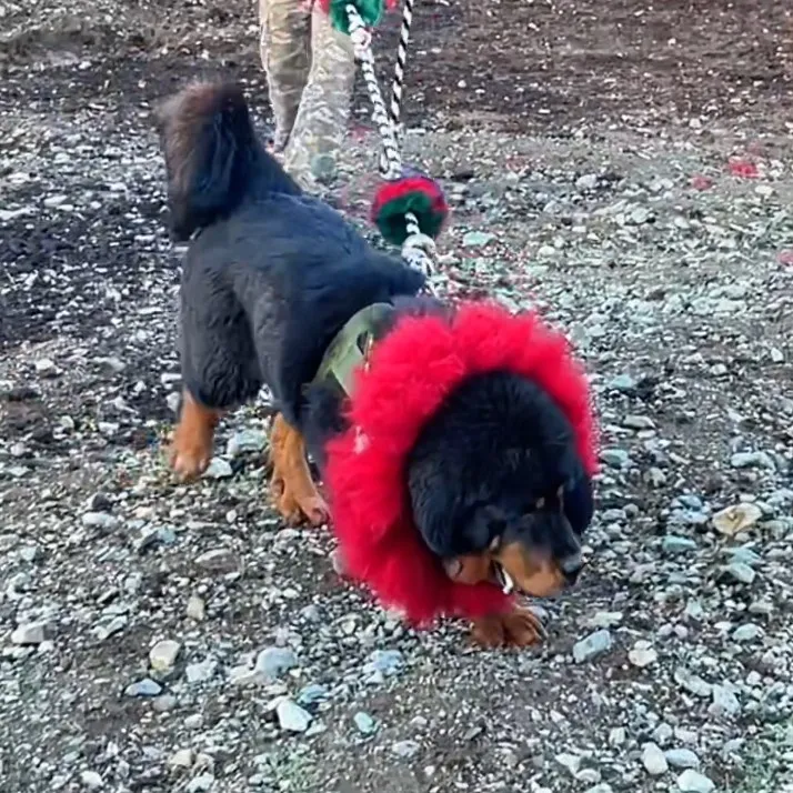 狗项圈狗脖圈特色藏獒款红颈圈上架