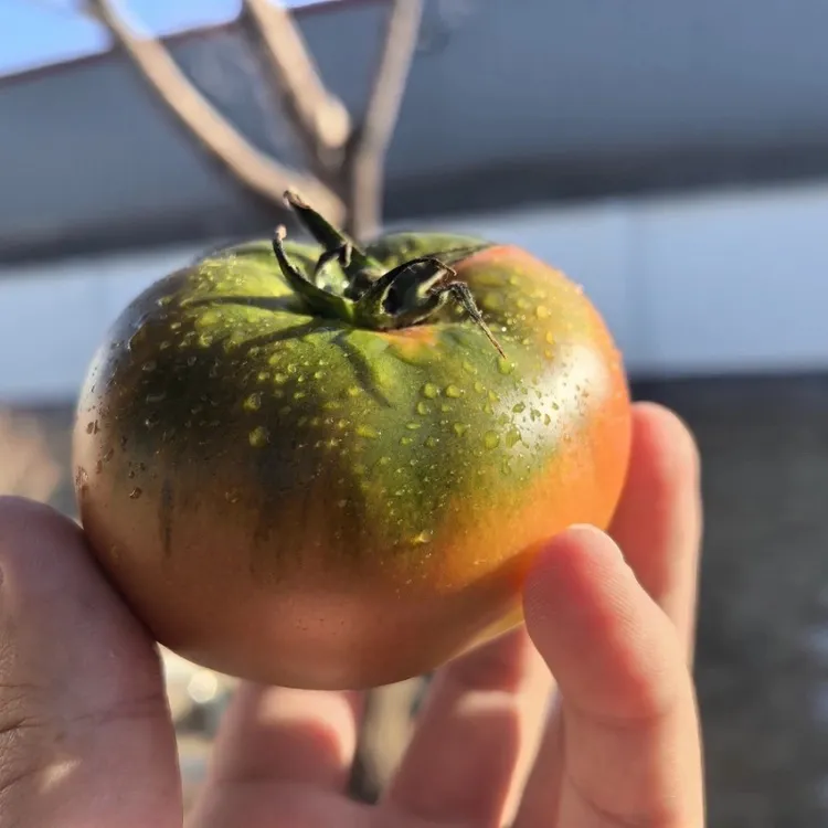 超高回购尊享冬果草莓番茄【铁皮柿子】现摘现发顺丰快递送货上门