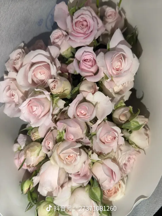 仙子之吻10枝装多头鲜花玫瑰玫瑰花