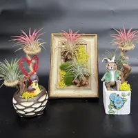 空气凤梨手做摆件植物好看ins风