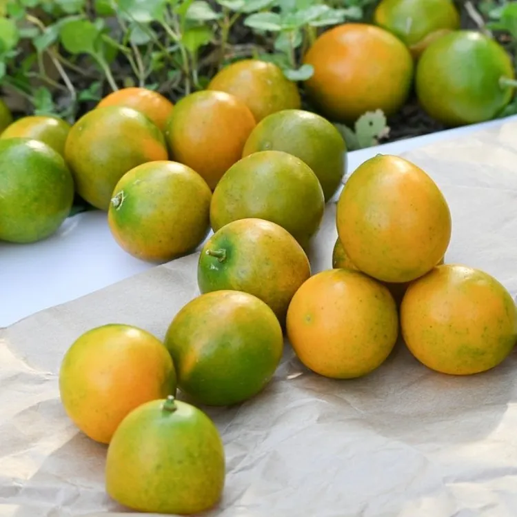 广西2025新鲜脆皮金桔滑皮金桔纯甜无酸孕妇水果现摘非脆蜜金柑
