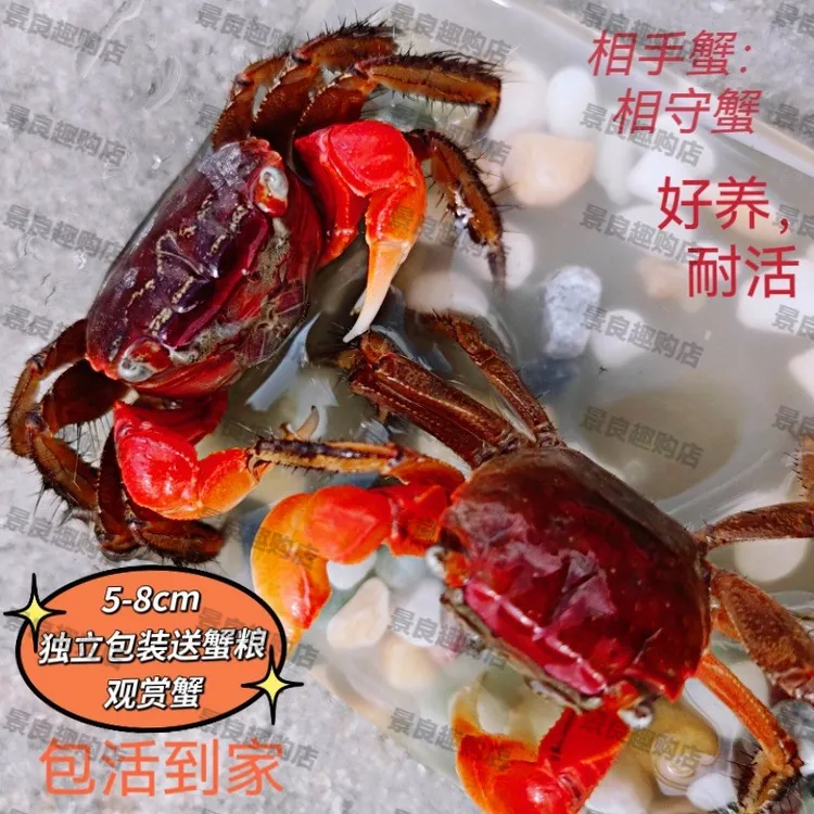 活体观赏蟹吃藻深水淡水蟹好养相手蟹鱼缸宠物水陆两栖儿童萌宠