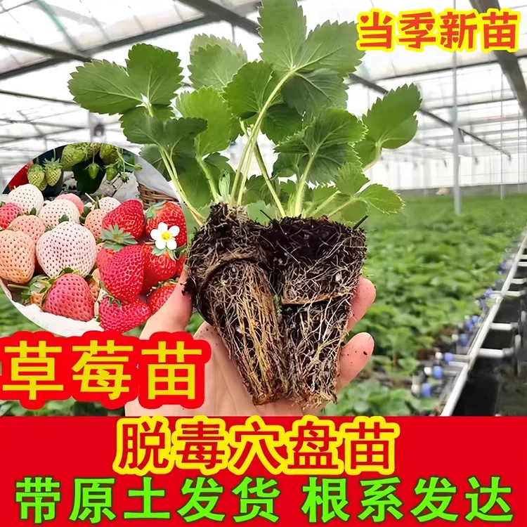 薛大一草莓脱毒穴盘苗当季精选优质新苗好养活南北方阳台庭院栽种