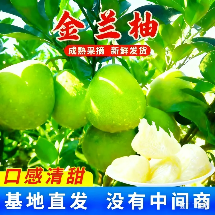 正宗江西安福金兰柚蚕子特产萍乡蚕子柚吉安龙武功山柚子老树果