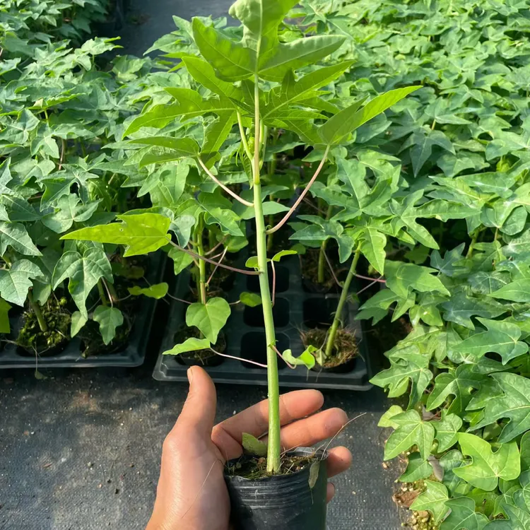 冰糖木瓜苗四季开花