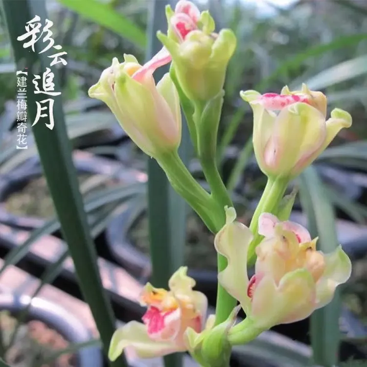 兰花建兰彩云追月浓香型奇花室内办公室好养绿植盆栽
