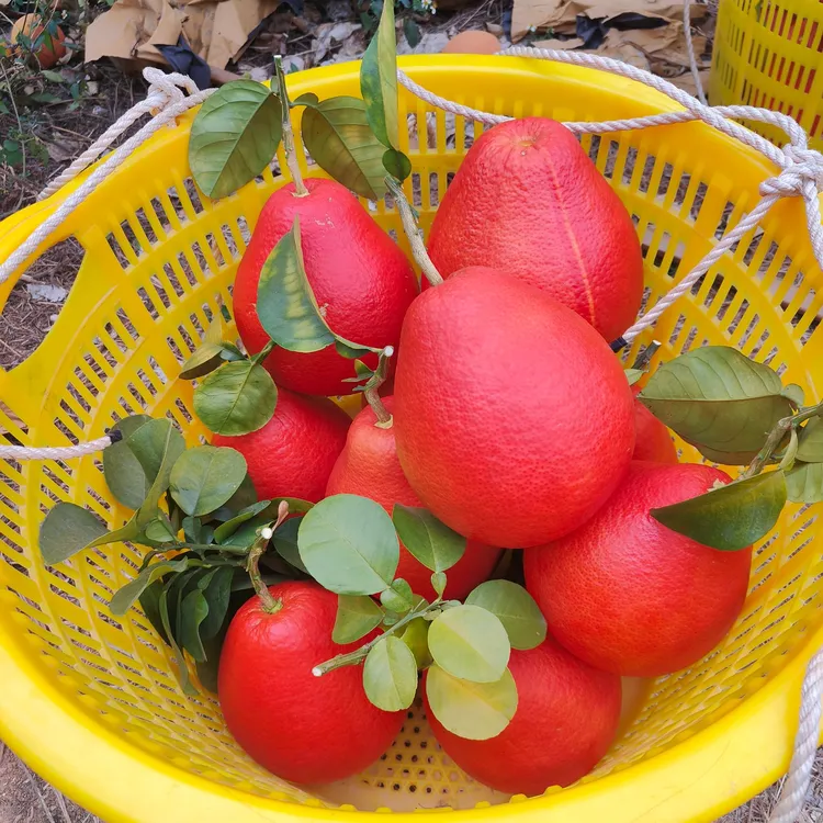 广西容县香水红柚红皮红肉乔迁新居结婚开业喜事必备观赏柚