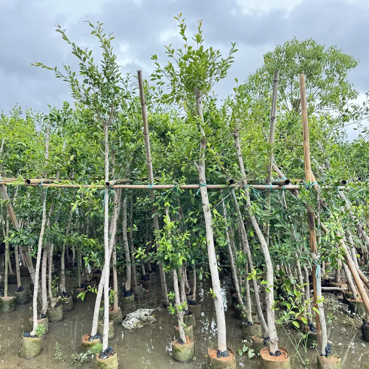 榕树苗小叶榕独木成林四季常青风景树室内外苗木庭院园林绿化工程