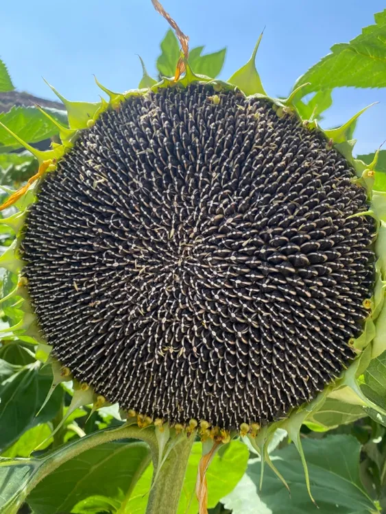 新鲜现摘带籽葵花盘含生瓜子原味向日葵盘农家自种