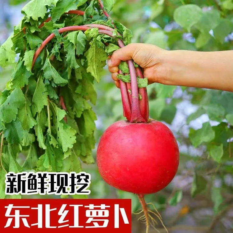 新鲜营养东北红皮白心圆萝卜大红圆萝卜大红萝卜【顺丰包邮】