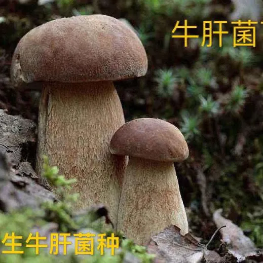 【不出包赔】云南人工野生黑牛肝菌种包菌种盆栽白牛肝菌大脚蘑