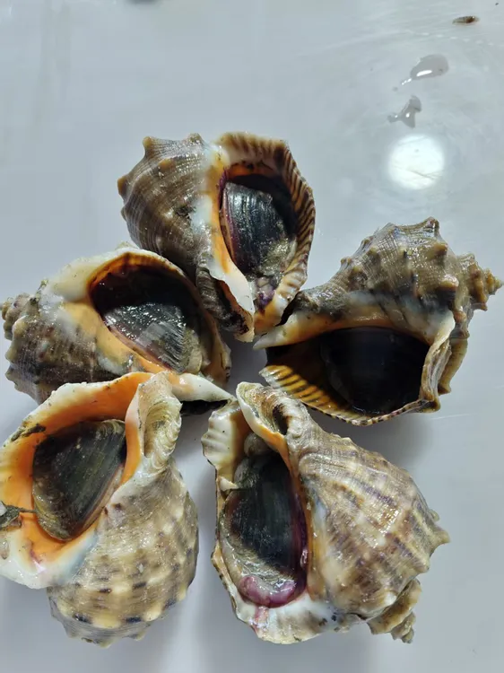 庄河鲜活大海螺顺丰发货新鲜现捕5斤