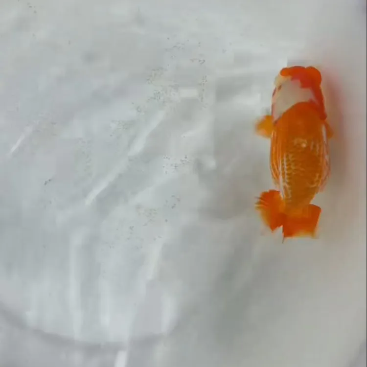 出售日寿金鱼针苗，津岛洋介系统日寿种鱼，一盆3000左右尾鱼卵