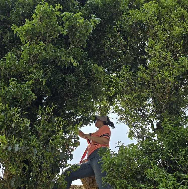 蒲门茶业锦绣野生单株古树滇红工夫红茶5克/袋10袋/罐