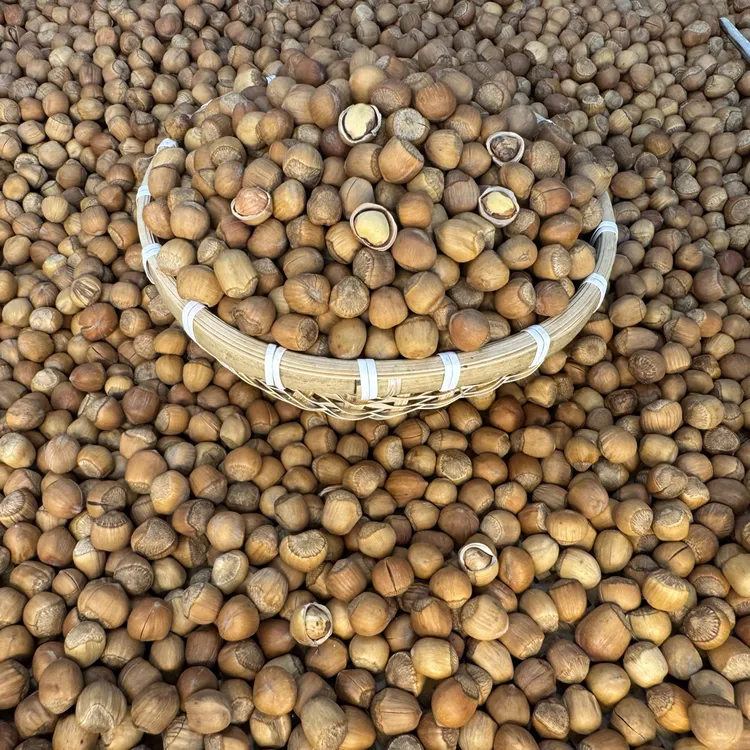 2025年新货东北铁锅笨炒山榛子小颗粒（小）新鲜坚果东北特产