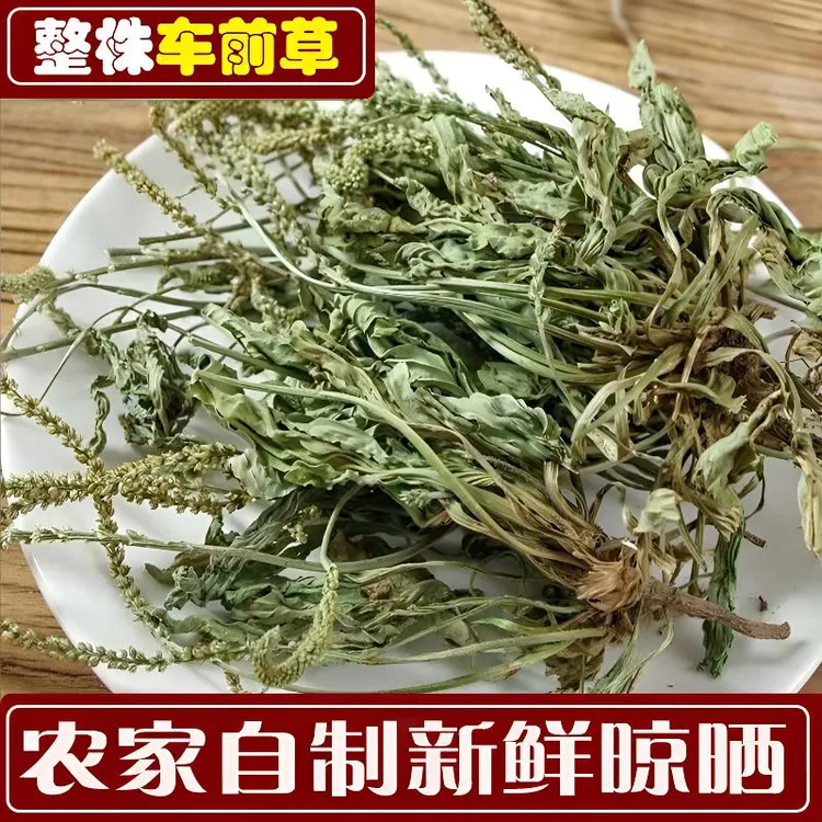 车前草农家新鲜晾晒无添加泡茶泡水整颗带根当季新货