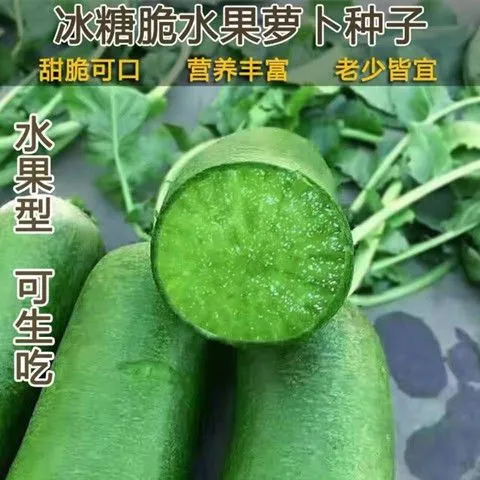 沙窝水果萝卜种子青萝卜籽脆甜优良萝卜秋季农家四季蔬菜种子大全