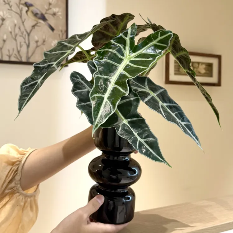 氛围感大仙女海芋竹芋盆栽水培植物室内客厅净化空气绿植花卉好养