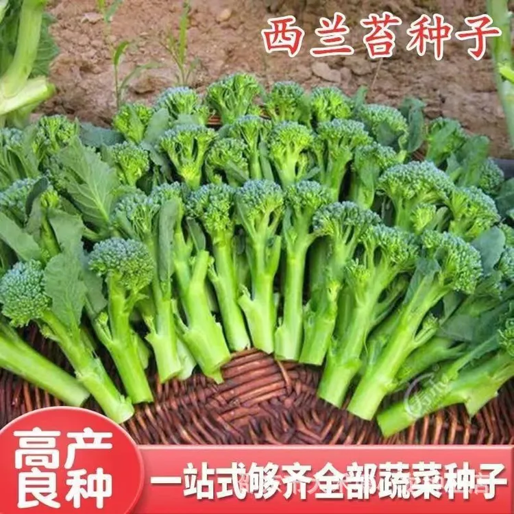 西兰花大家都吃过，西兰苔肯定没吃过，家里空地花盆种上些吧 #蔬菜