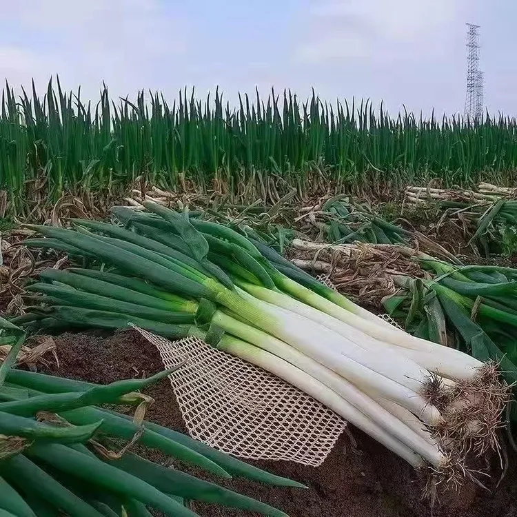 山东现拔现发铁杆大葱带皮去半叶应季蔬菜可蘸酱