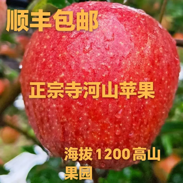 灵宝寺河山爱妃苹果正宗脆甜果肉细腻新鲜水果顺丰包邮