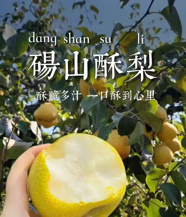 正宗砀山百年老树酥梨脆甜爆汁细腻无渣新鲜水果
