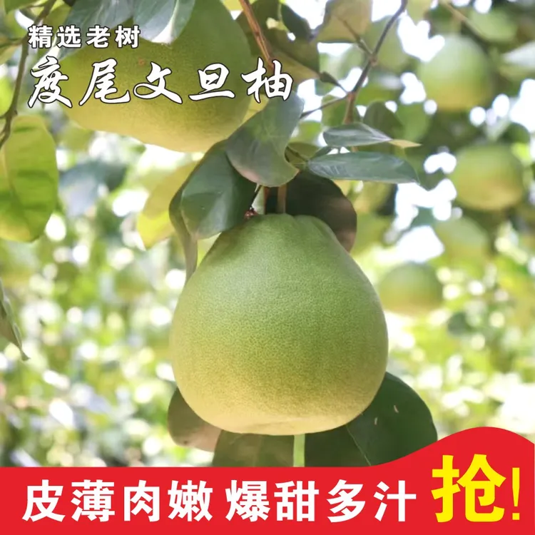 【顺丰快递】度尾文旦柚福建老树柚子酸甜多汁当季新鲜水果红心蜜柚