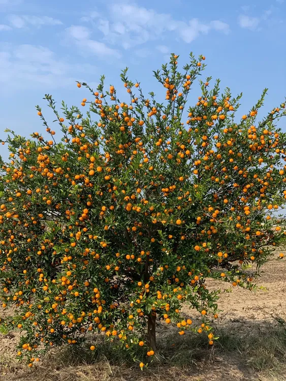 广西桂林正宗砂糖橘老桩绿植