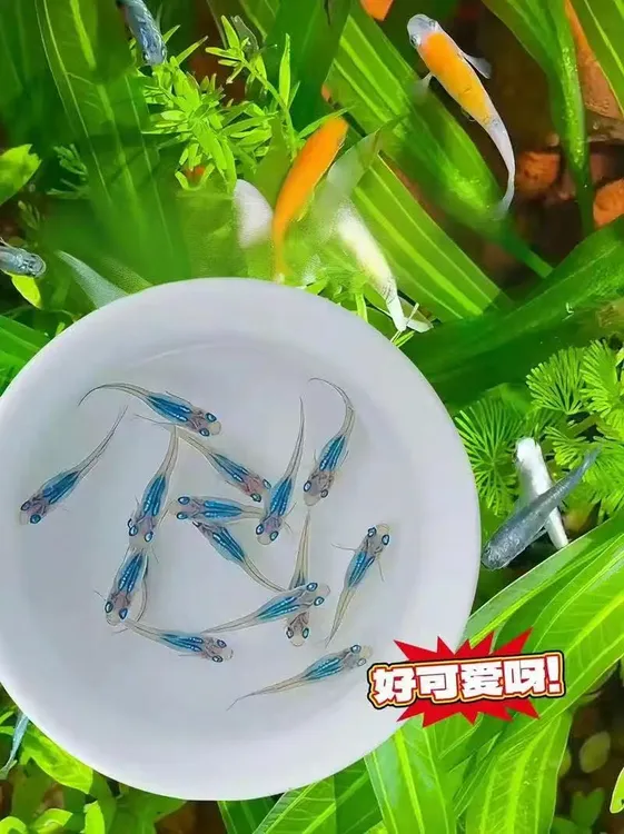 观背青鳉冷水迷你淡水观赏鱼无需加温打氧新手好养